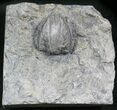 Blastoid (Pentremites) Plate - Oklahoma #25403-1